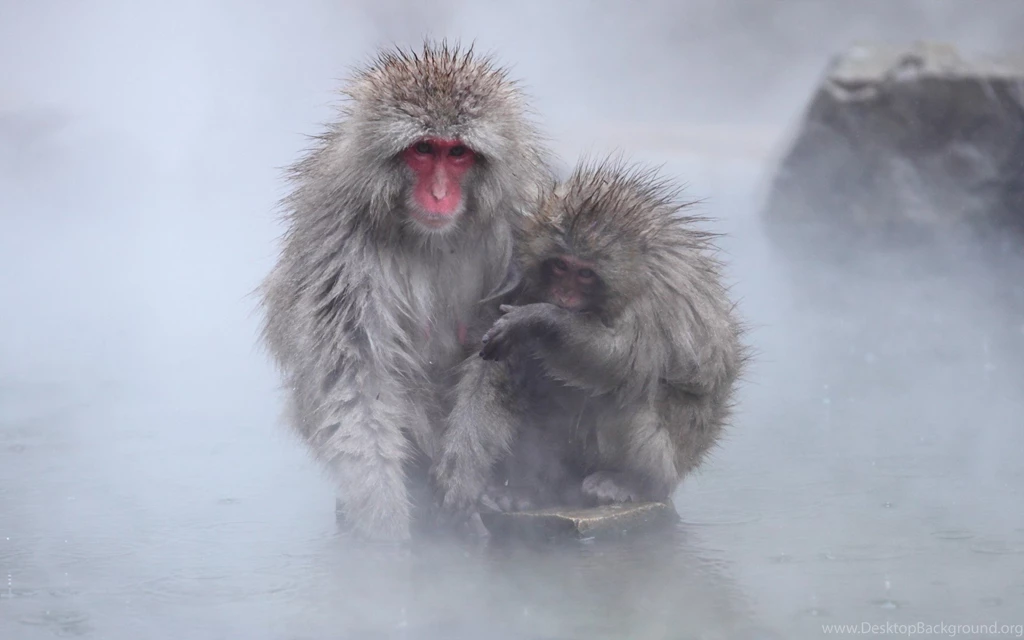 Monkey Wallpapers, Monkey Desktop Wallpapers