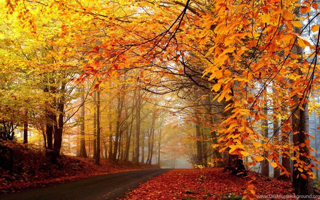 Free Scenery Wallpapers Shows An Autumn Scene Hope Lies Not Far ...