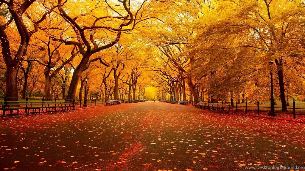 Fall Scenes