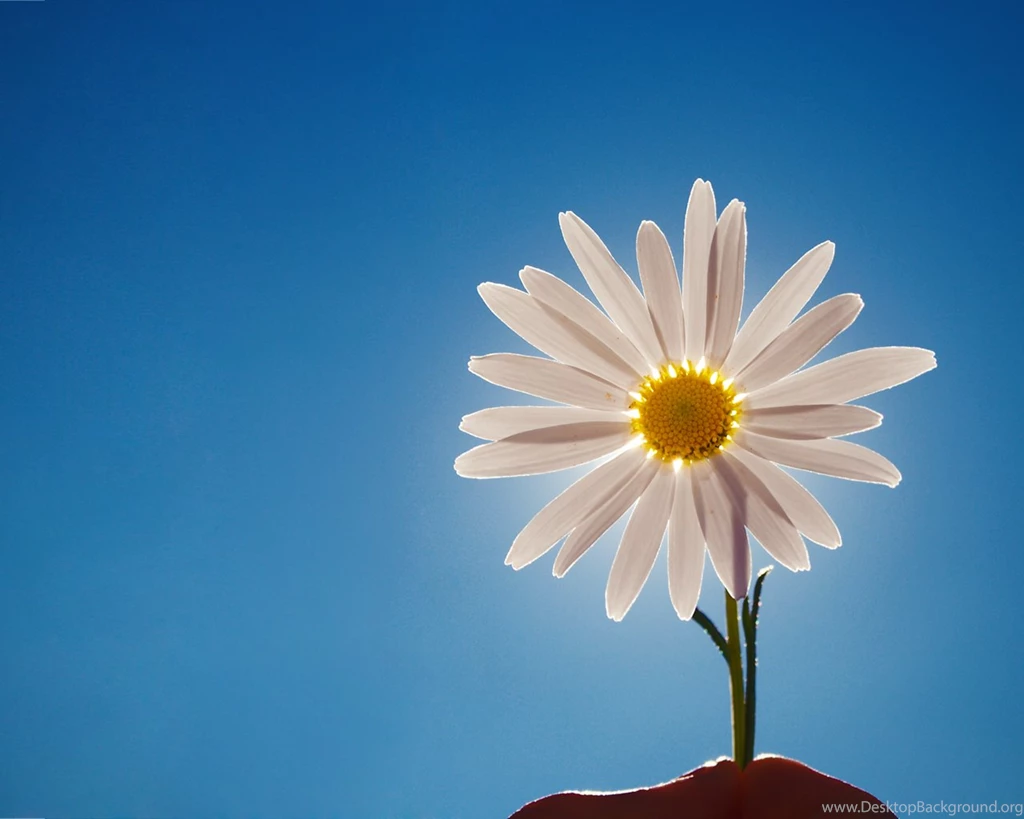 Daisy Wallpapers 1280x1024