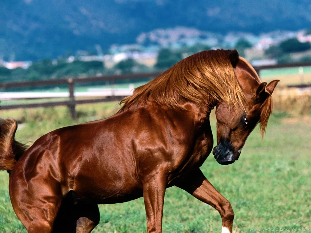 Desktop Hd Stallion Horse Pics 3d Hd Pictures.