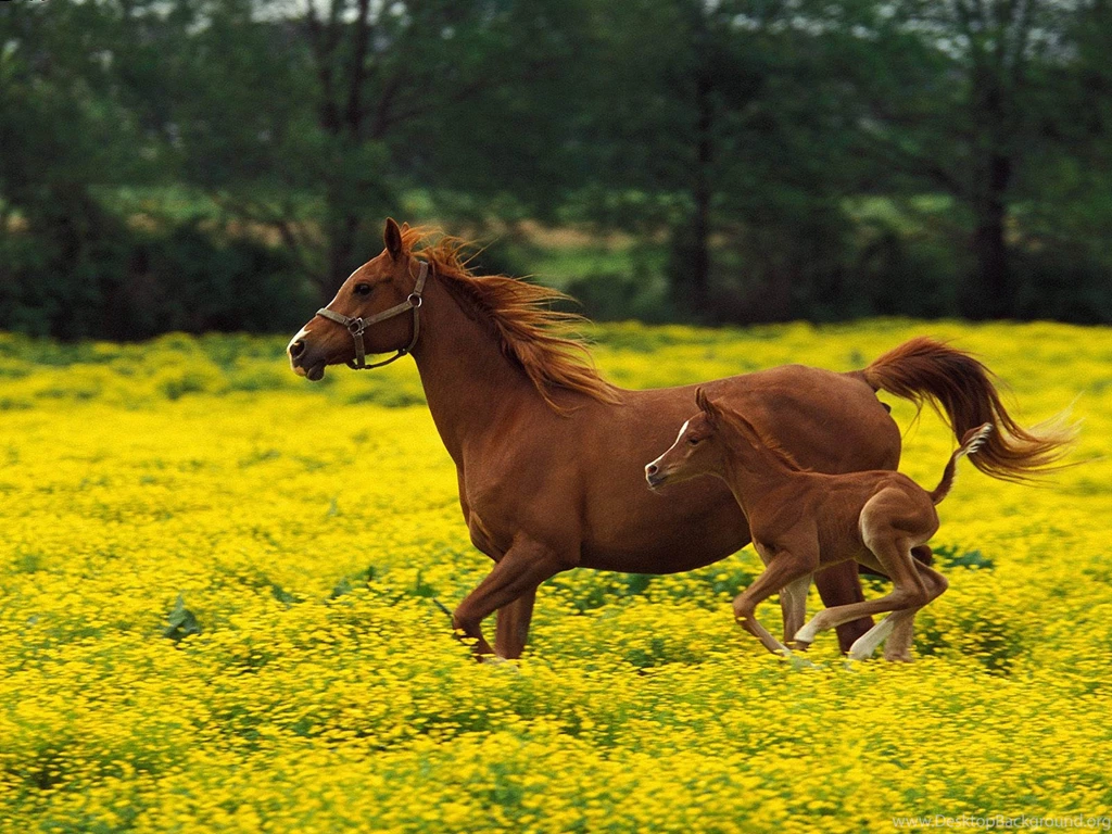 Horse High Resolution Wallpapers Desktop Backgrounds : Animal ...