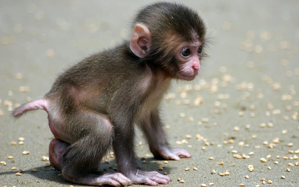 Monkey Pic