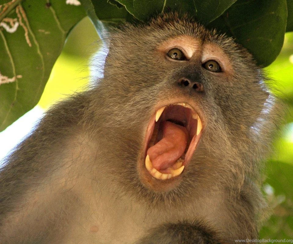 Angry Monkey Wallpapers 4K Android Apps On Google Play