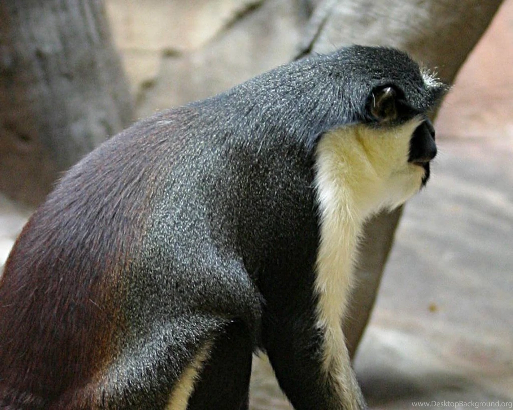 Capuchin Monkey Wallpapers Animals Town