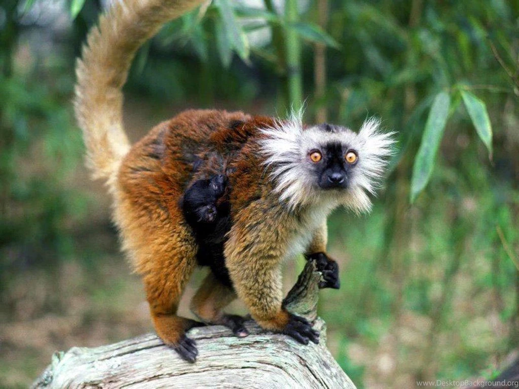 Bible Verse Wallpaper AmDG 18474 Hd Pictures