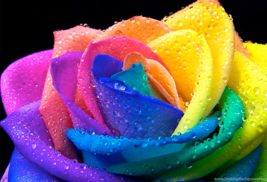 Rainbow Roses Related Keywords & Suggestions   Rainbow Roses Long ...