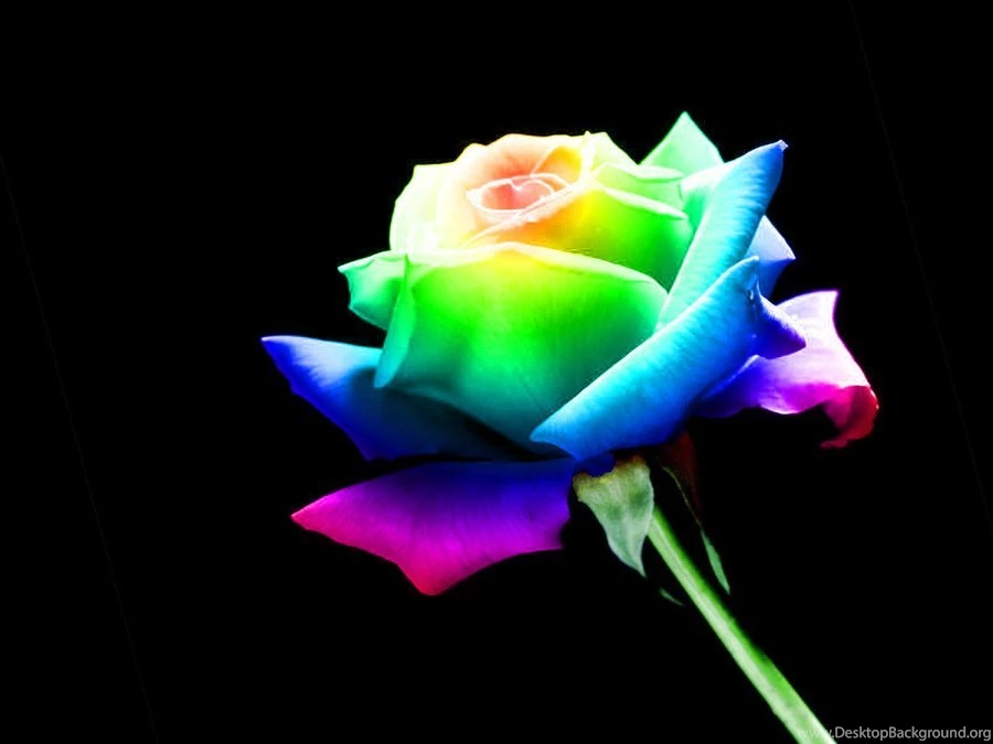 Rainbow Rose By Maii1234 On DeviantArt