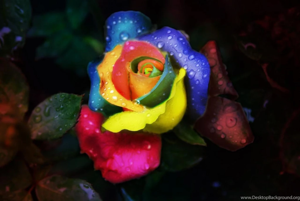 Rainbow Rose With Water Drops   (