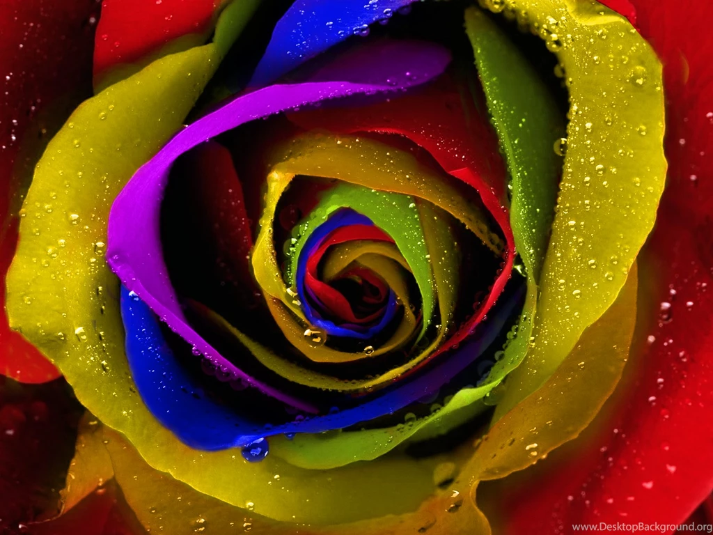 Rainbow Roses   Wallpaper, High Definition, High Quality, Widescreen