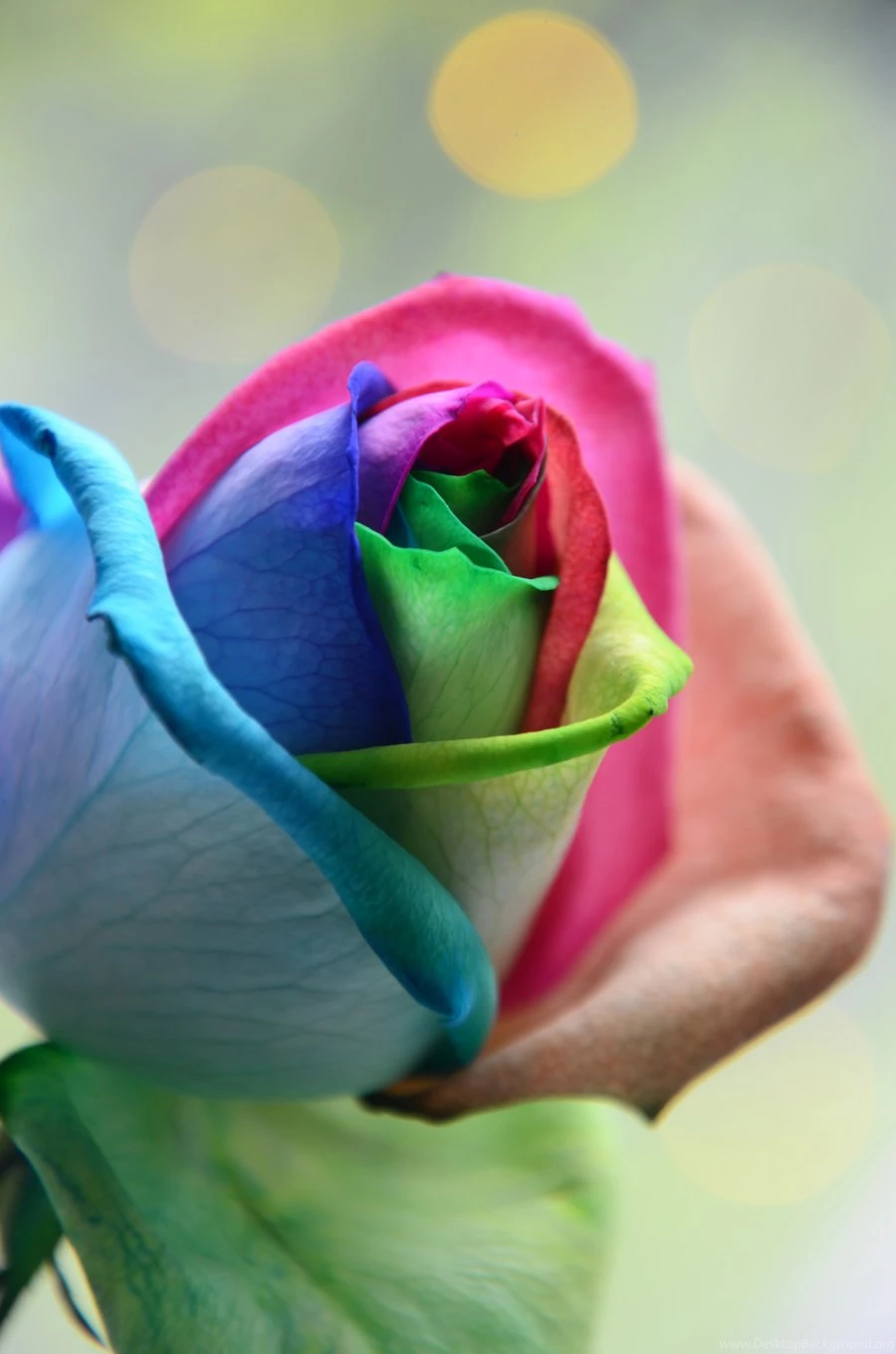 Rainbow Rose Wallpapers Hd
