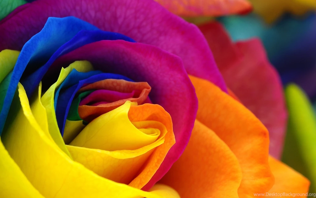 B81F95 Color Wallpapers: Rainbow Rose Orange Skin Blue Pink Flower ...