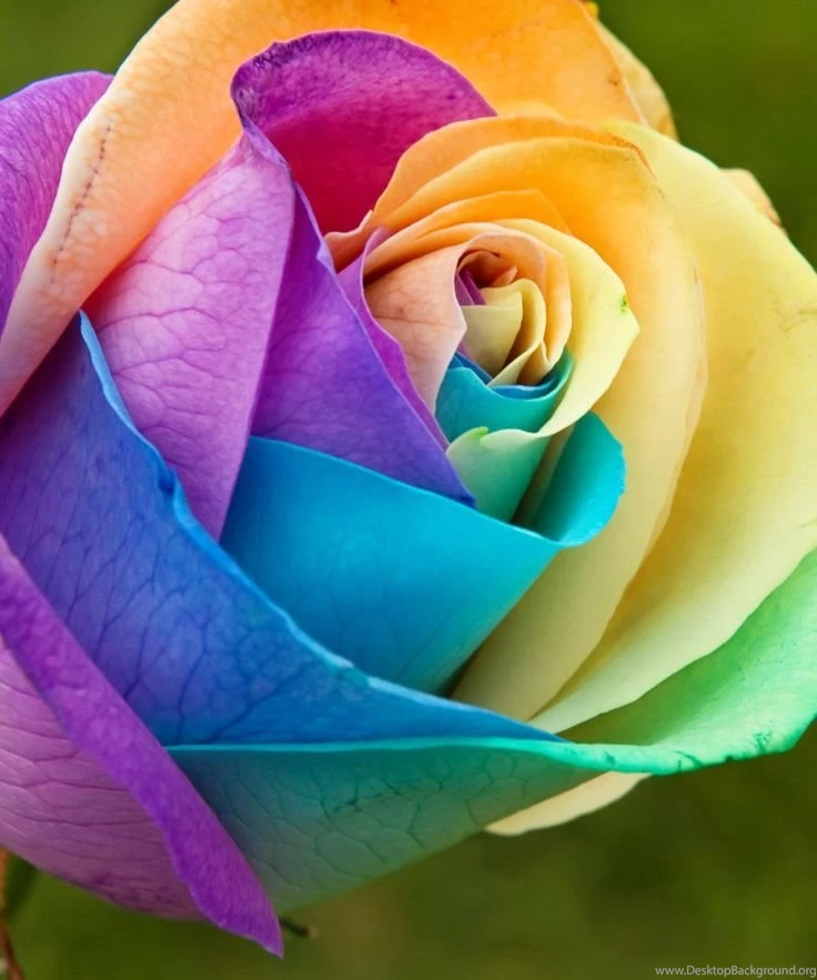 Rainbow Rose By SonjaPhotography.deviantart.com On @deviantART ...