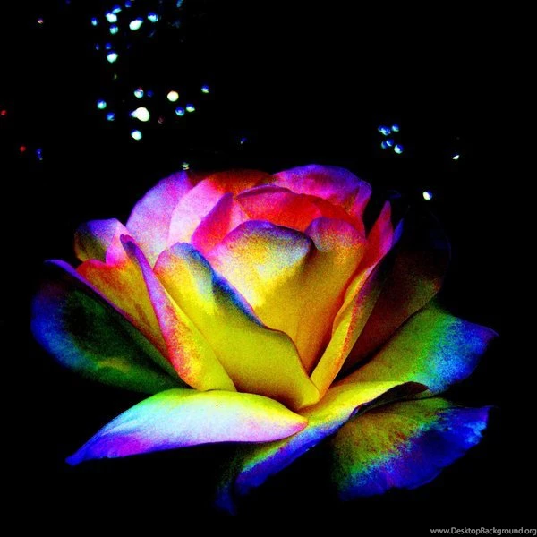 Rainbow Rose Of The Night By Fuzzypurpleslasher On DeviantArt