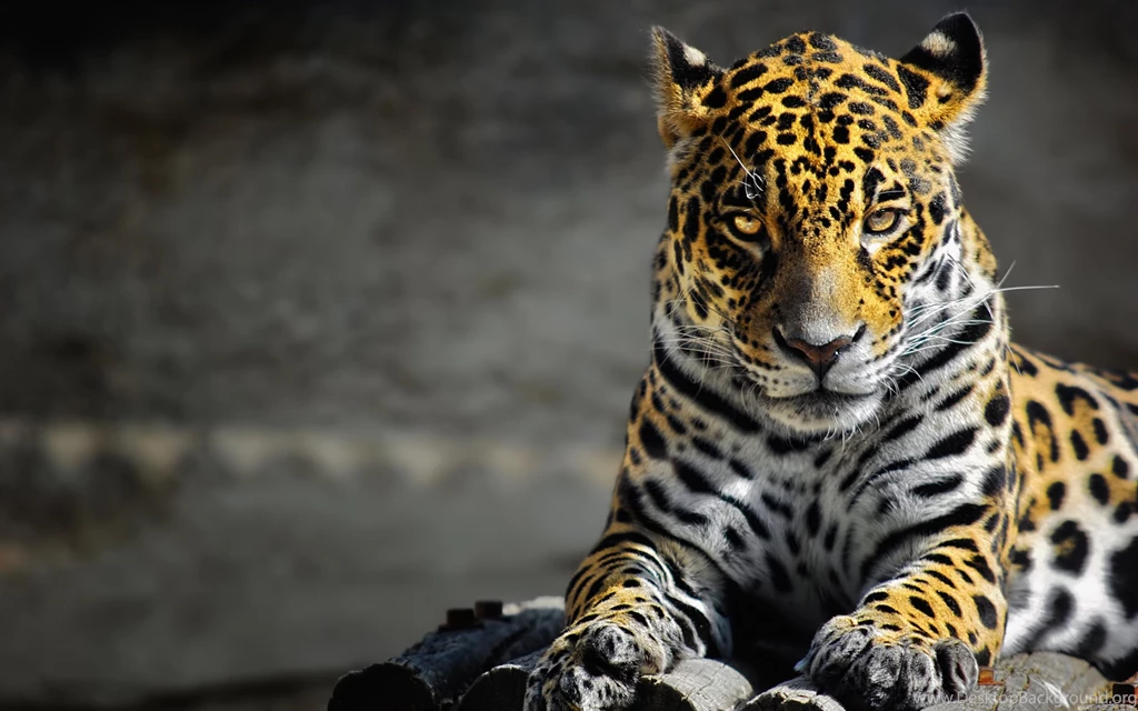 14 Quality Jaguar Wallpapers, Animals