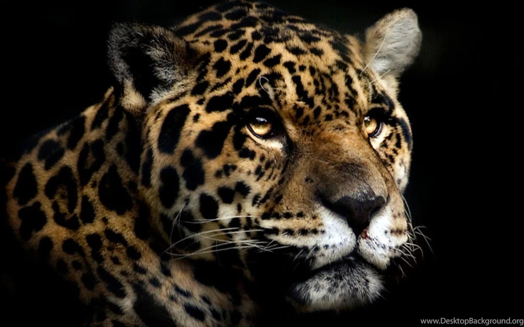 Jaguar Wallpapers Collection (25+)