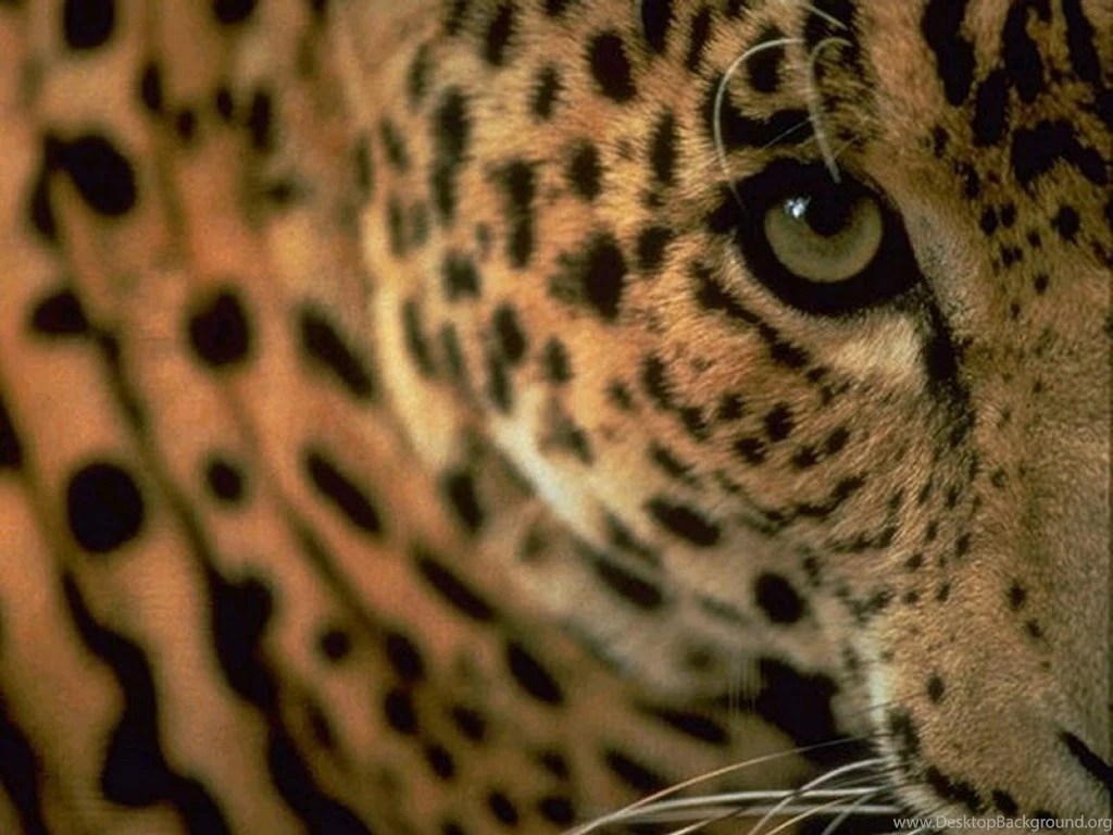 My Free Wallpapers   Nature Wallpapers : Jaguar