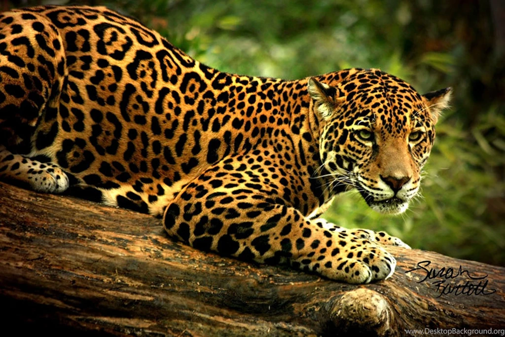 Angry Jaguar 2560x1600px