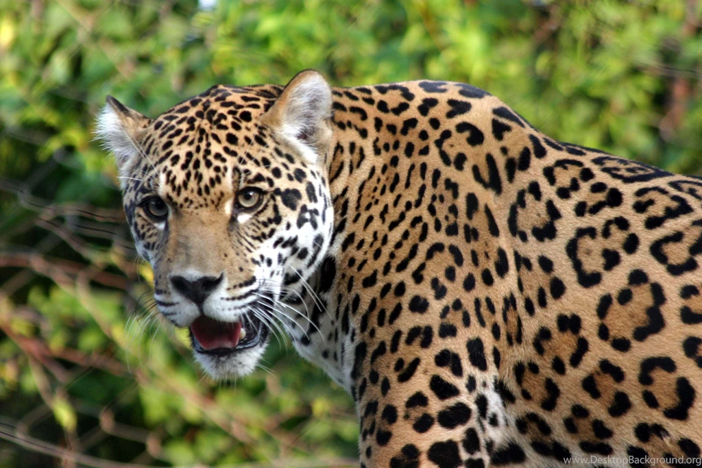 Jaguar Animal Hd Wallpapers Free Download 1080p Widescreen