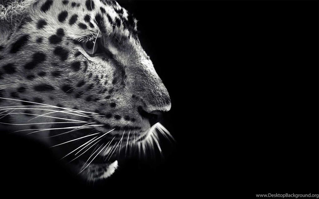 Black Jaguar Wallpapers   Wallpapers Zone