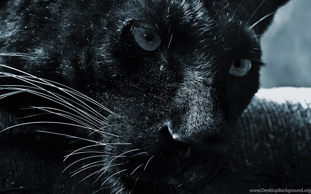 Download Black And White Jaguar Wallpaper, Black Jaguar Wallpapers ...