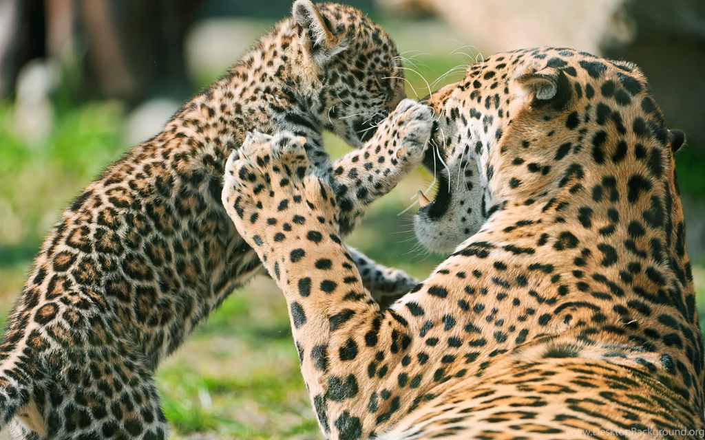 Jaguar Pics Collection (39+)