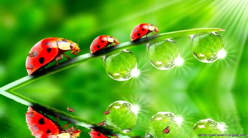 Best 3D Wallpapers For Desktop Free Download