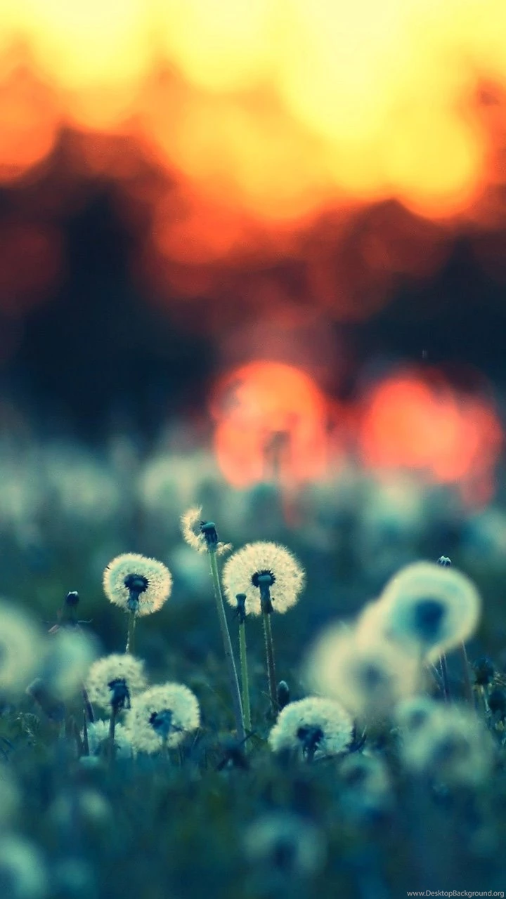 Samsung Galaxy S3 Wallpapers
