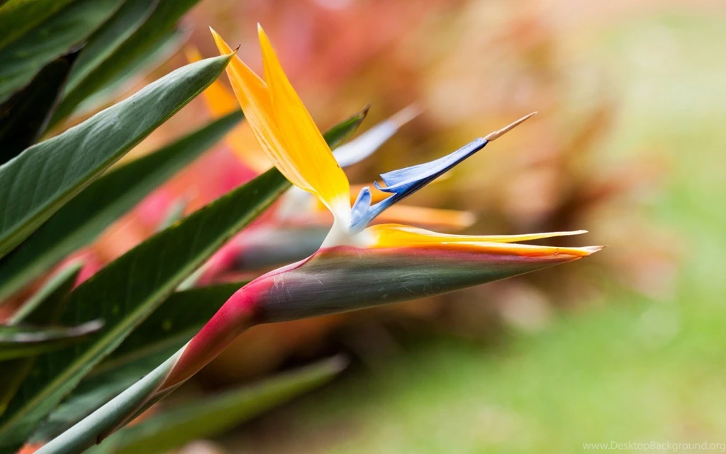 Free Bird Of Paradise Flower Wallpapers