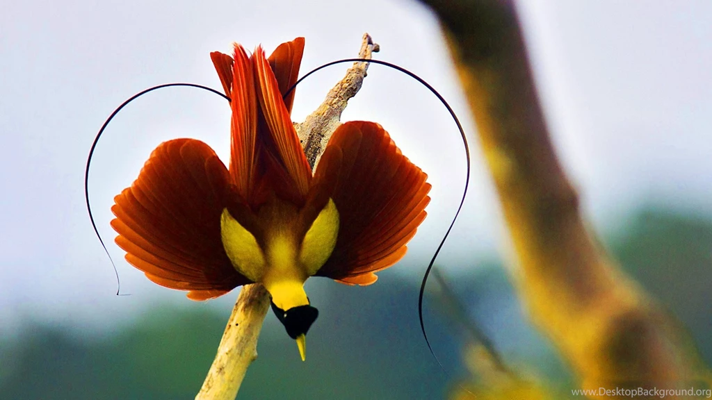 Lesser Bird Of Paradise Wallpapers HD Resolution : Animal ...