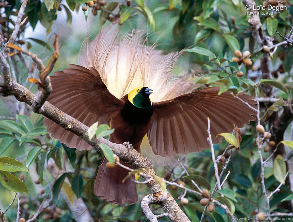 Lesser Bird Of Paradise Wallpapers : Animal Wallpapers Rakaruan.com