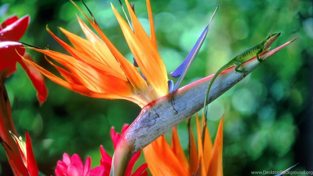 Flowers Bird Of Paradise Wallpapers