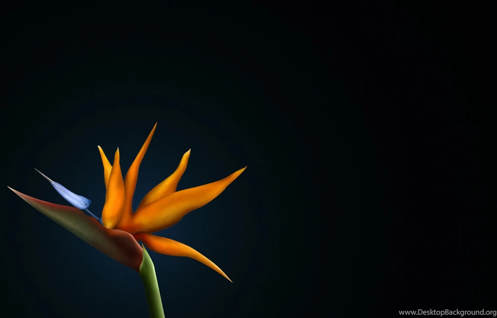 Free Bird Of Paradise Flower Wallpapers HD Wallpapers