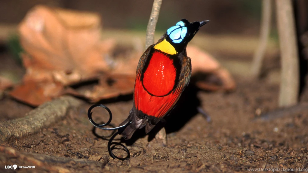 Bird Of Paradise Wallpapers 2/2
