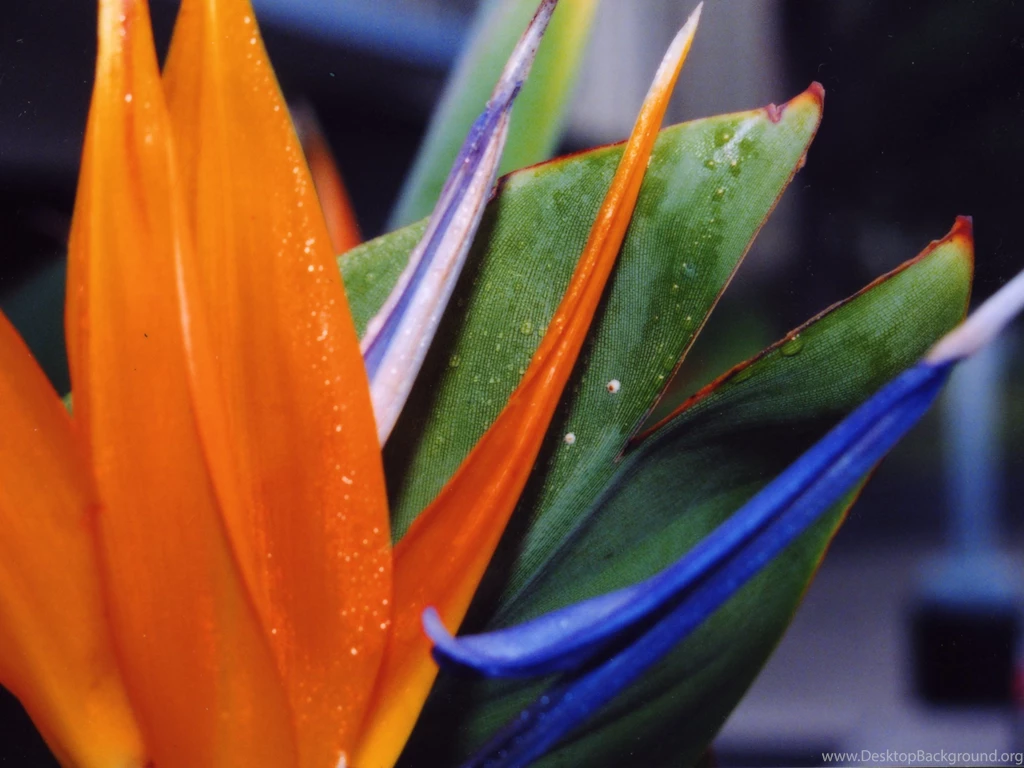 Free Bird Of Paradise Flower Wallpapers