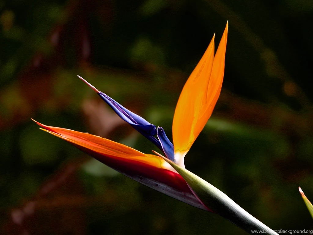 Birds Of Paradise Flower Wallpapers