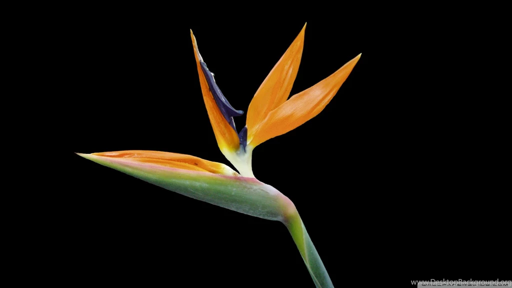 Bird Of Paradise Wallpapers Flower