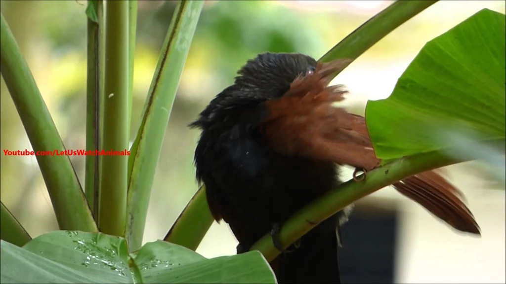 Lesser Bird Of Paradise Wallpapers High Quality : Animal Wallpapers ...