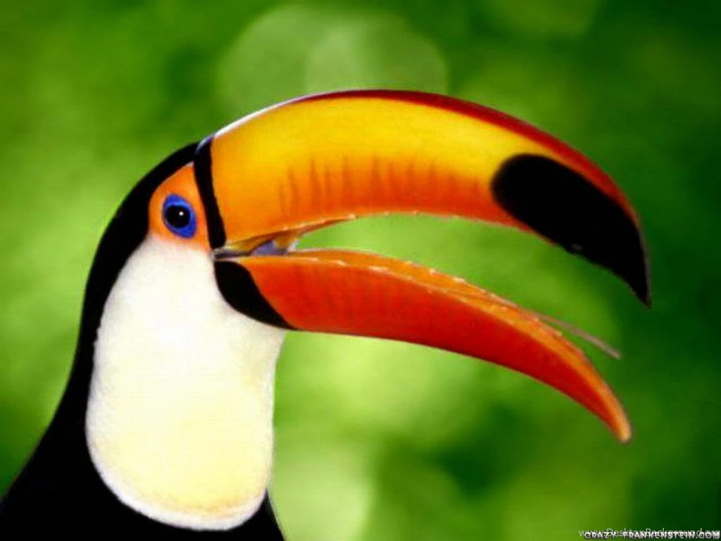 Bird Of Paradise Animal Wallpapers