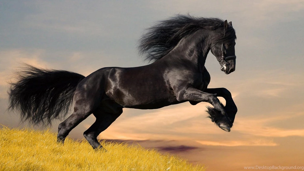 Ebony Horse HD Desktop Wallpapers : Widescreen : High Definition ...