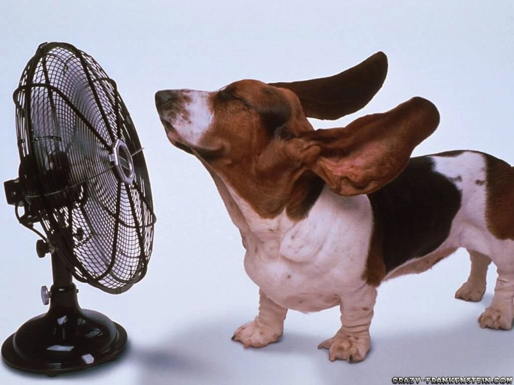 Funny Dog Pictures And Comments Hd Best Free Wallpapers Desktop ...