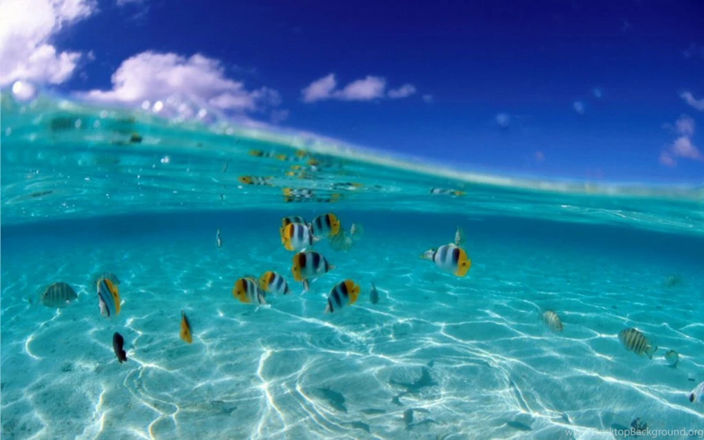 Beaches The Most Beautiful Nature Of World D Tropical Fish 121824 ...