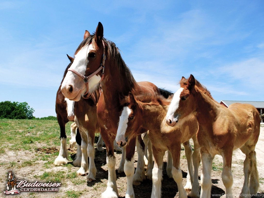Clydesdale Pictures & Videos   Warm Springs Ranch