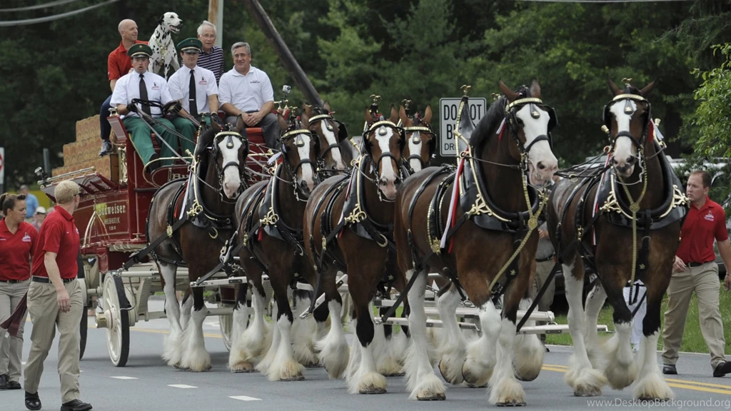 Crisis Averted: Budweiser Clydesdales Will Appear In Super Bowl ...