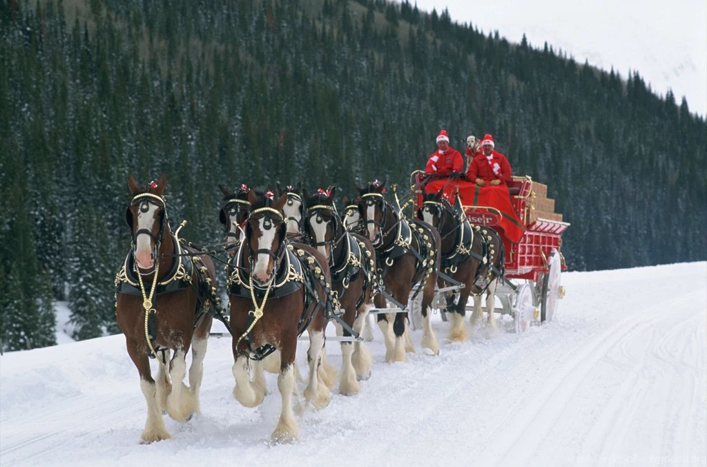 Budweiser Clydesdale Horses Christmas