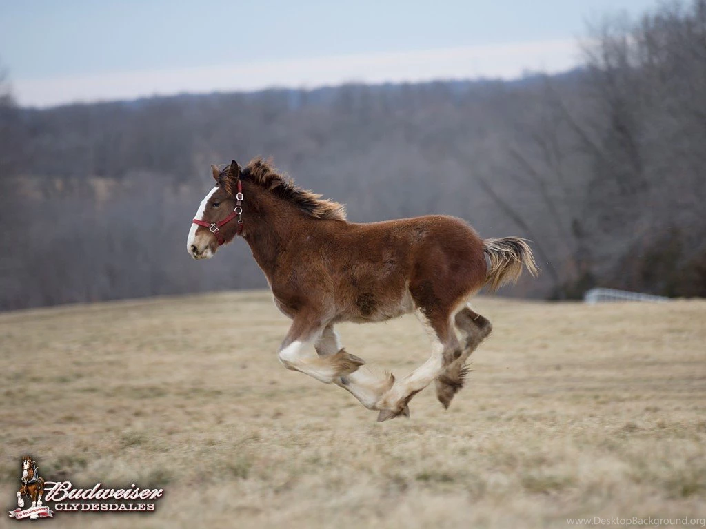 Clydesdale Pictures & Videos Warm Springs Ranch