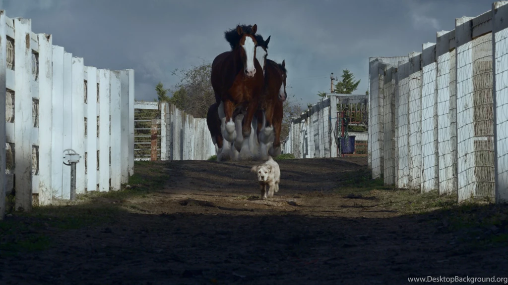 Budweiser Lost Dog Is Found The Inspiration Room