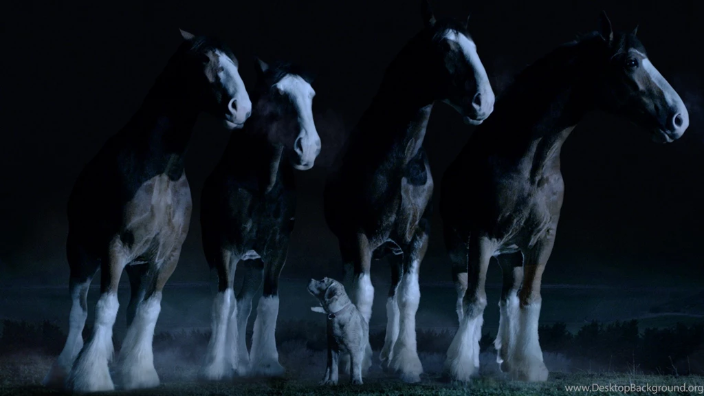 Budweiser Lost Dog Is Found The Inspiration Room