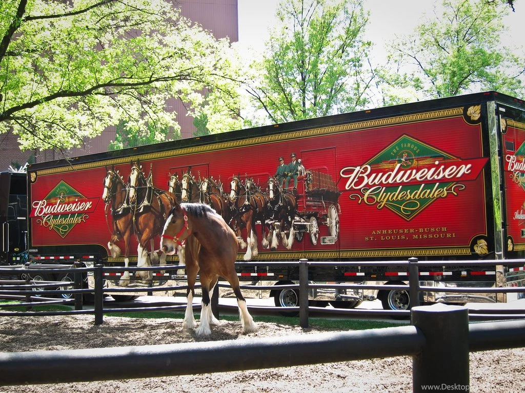 The Best Budweiser Clydesdale And Dog Commercials
