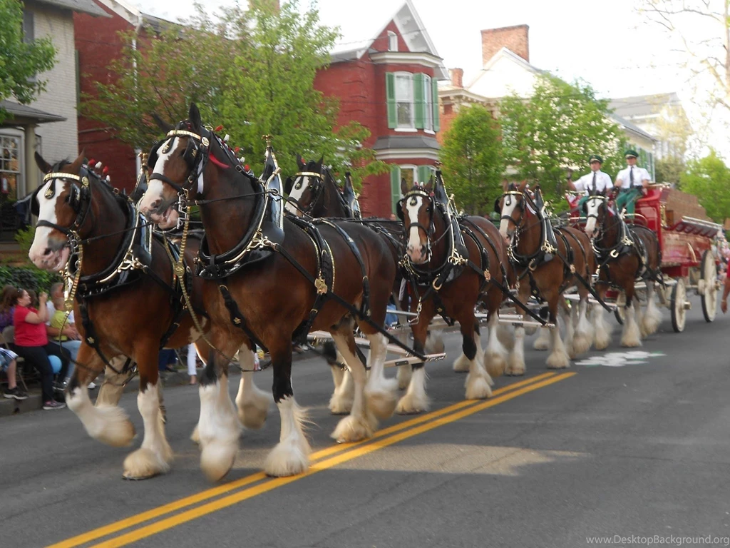 Budweiser Clydesdales